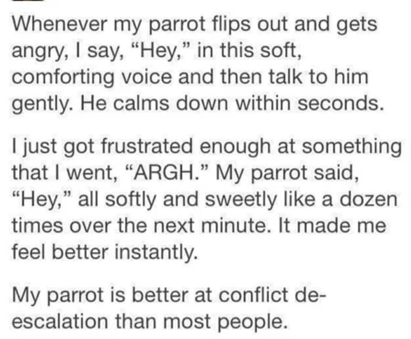 Nice Parrot