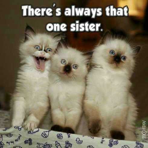 Funny Cat One Sister