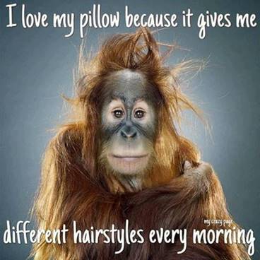 The morning start to day funny quotes good Funny Morning