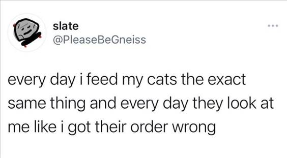 55 Funniest Twitter Quotes Of The Week - Really Funny Memes “Every day I feed my cats the exact same thing and every day they look at me like I got their order wrong”