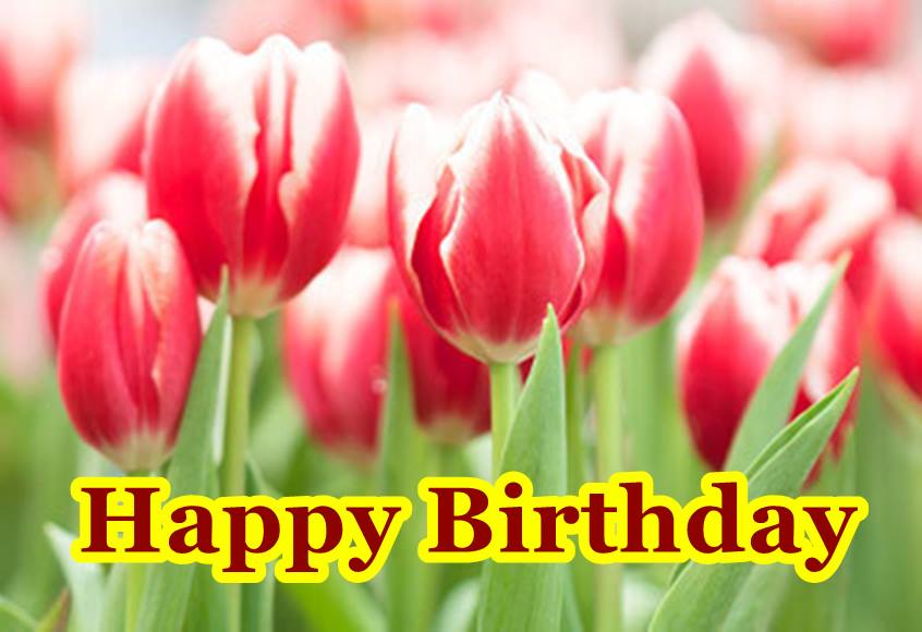 45 The Best Collection – Happy Birthday Flowers