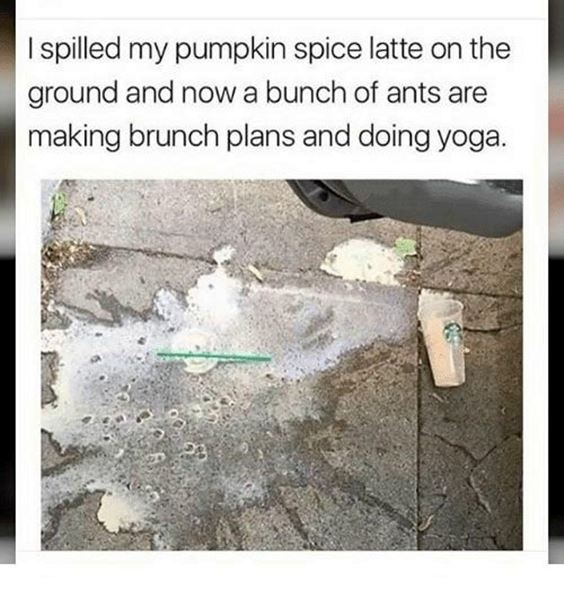 pumpkin spice everything meme Pumpkin Spice Memes Images And Funny Quotes