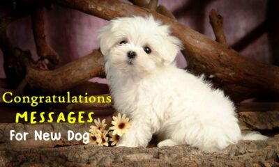 Congratulations For New Pet Dog What To Say When Someone Gets A Dog