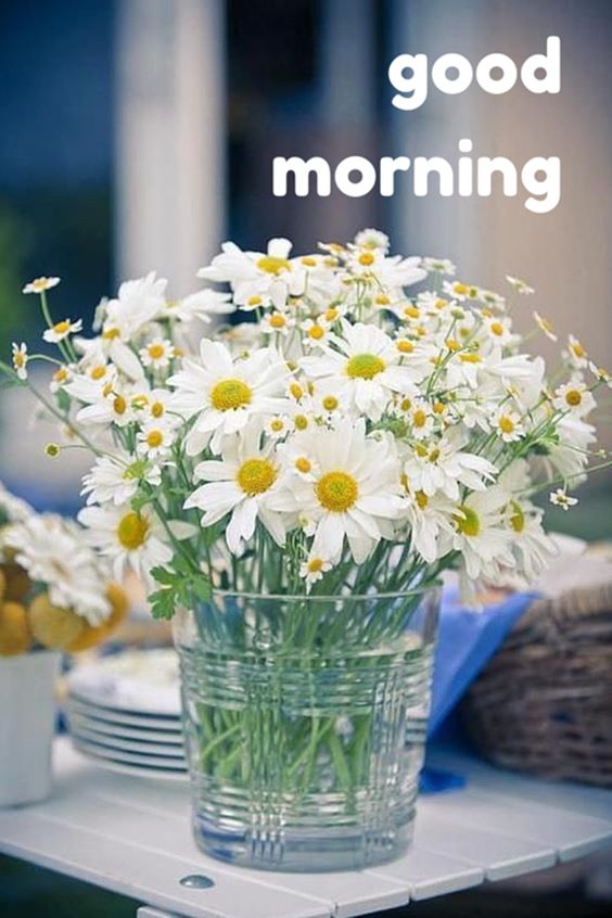 Lovely Beautiful Morning Pictures with Quotes And Good Morning Images good morning images with flowers hd