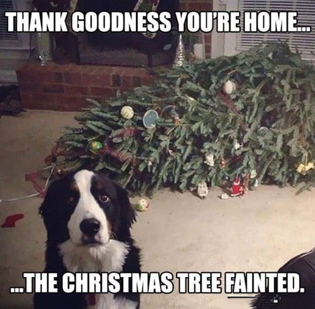 funny merry christmas dog memes Funniest Merry Christmas Memes Ideas With Funny Christmas Images
