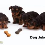 Funny Dog Jokes